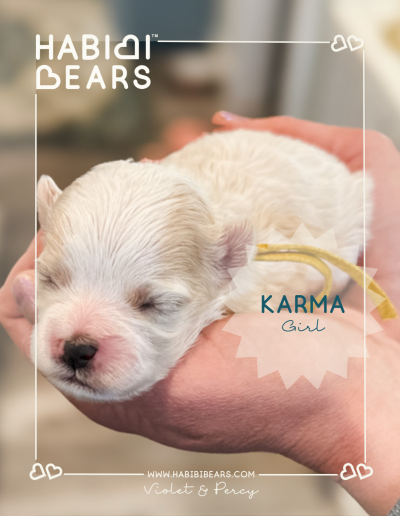 karma - apricot habibi bear teddy bear puppy for sale in wa