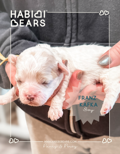 Franz Kafka - Apricot parti color habibi bear puppy for sale in wa state