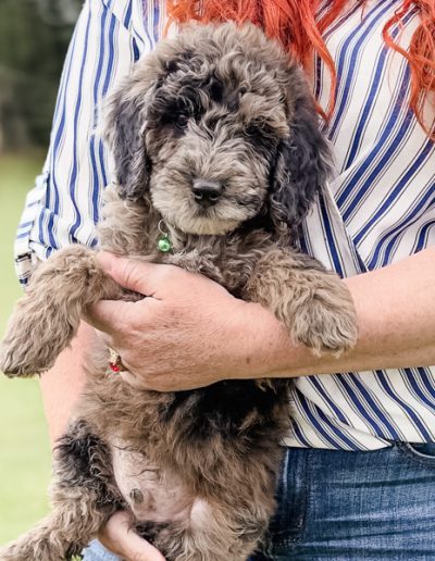 Bradwell the Habibi Bear puppy sitting quietly with a soft, thoughtful gaze