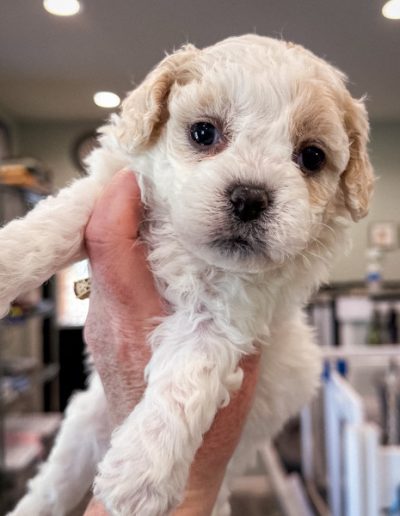 Franz Kafka - mini habibi bear puppy