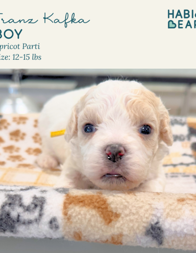 Franz- Boy Habibi Bear puppy for sale
