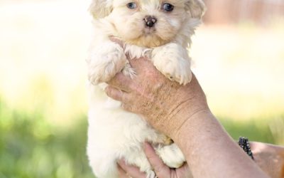 Lion’s Mane – Mini – Boy