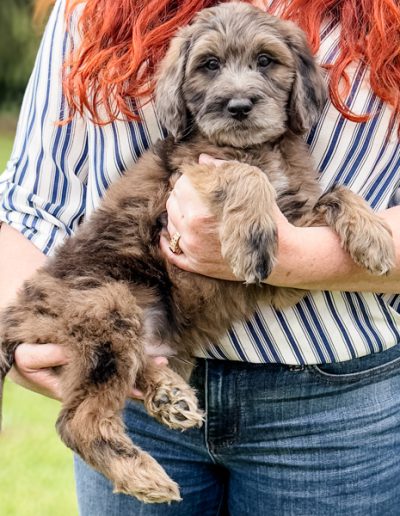 Neo - Habibi Bear puppy for sale - moyen blue merle