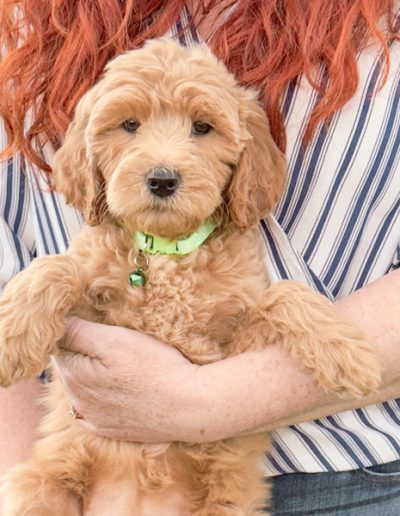 Aurora the Habibi Bear puppy sitting calmly, making gentle eye contact with the camera