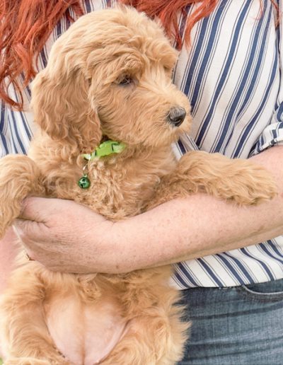 Aurora the Habibi Bear puppy sitting calmly, making gentle eye contact with the camera