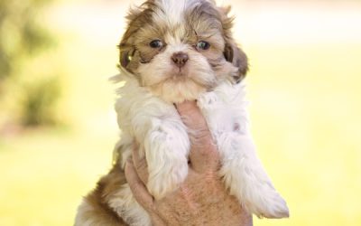 Breakout – Mini – Boy
