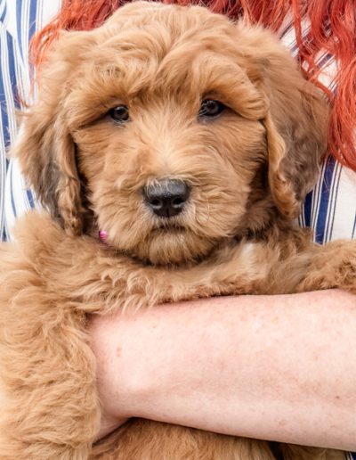 Chloe - Girl moyen Habibi Bear puppy