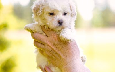 Ferncliff – Teacup – Boy