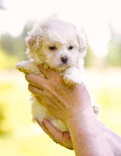 Engish Cream Teddy Bear Puppy TEacup