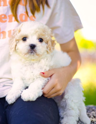 Franz- apricot Boy Habibi Bear puppy