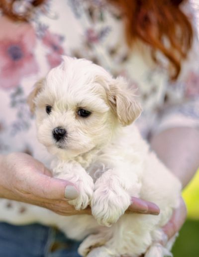 habibi bear puppy - English Cream