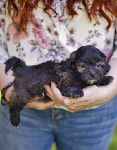 Midnight - sable habibi bear