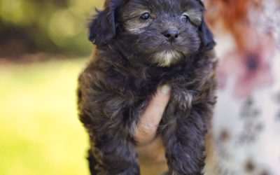 Midnight – Teacup – Boy