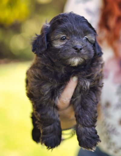Midnight Habibi Bear Puppy - Sable