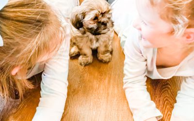 #88 – Setting You up for Success: That Supernatural Habibi Bear Support of Puppy Charm School