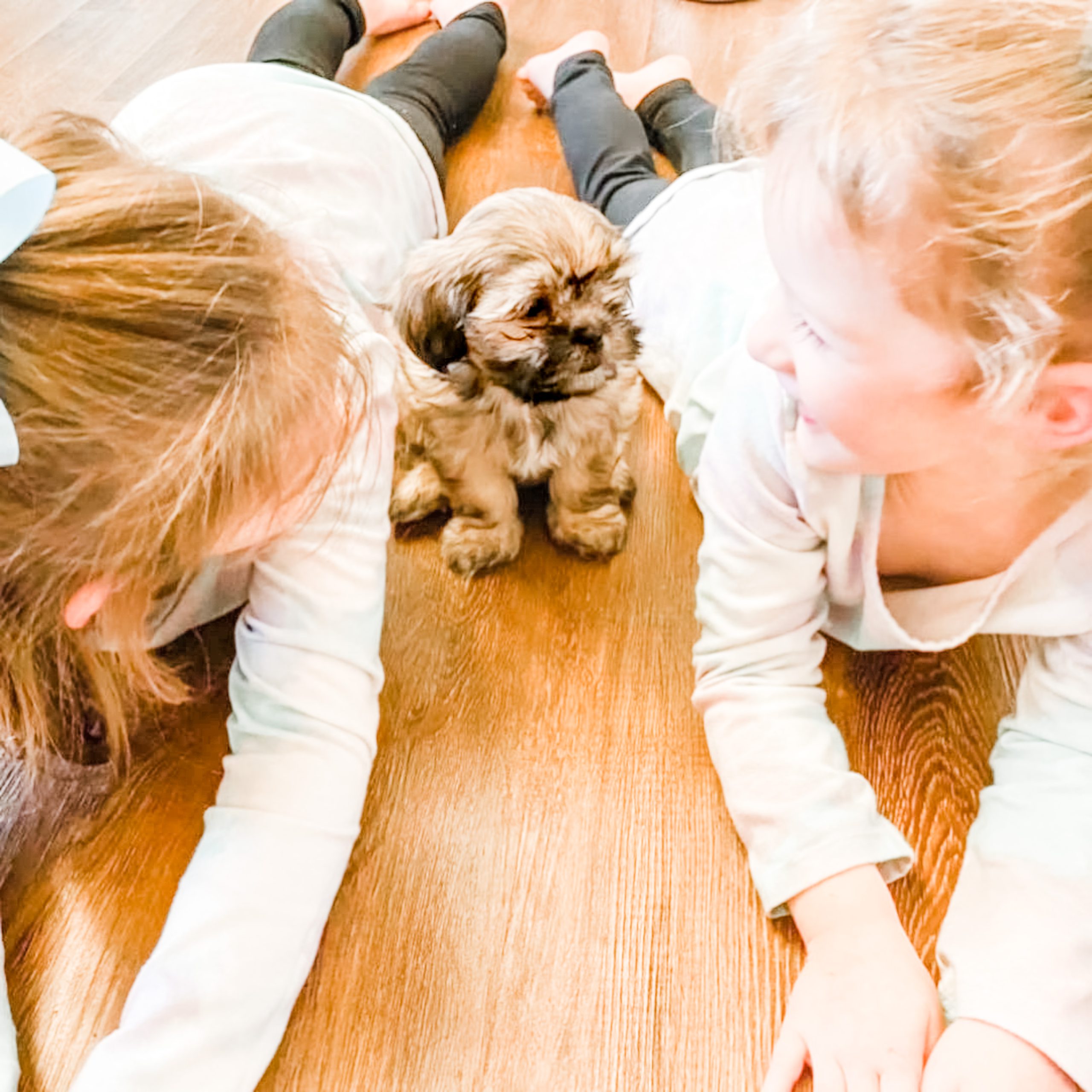 Habibi Bear puppy with children