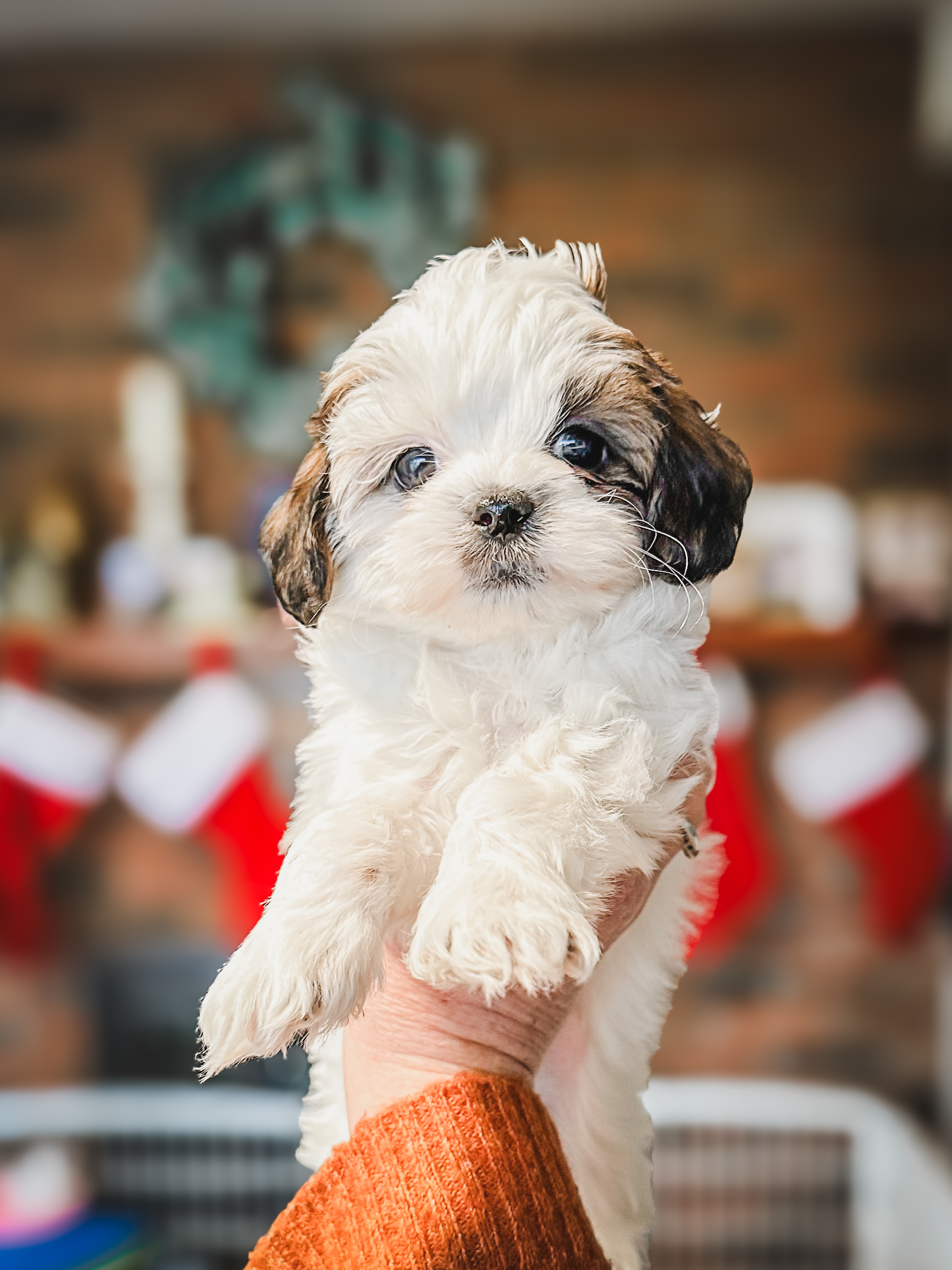 Teacup habibi bear puppy- the adorable family dog 