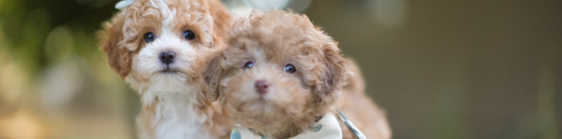 habibi method puppy raising, founded on trauma informed positive connection based philosophy habibi method puppy raising, founded on trauma informed positive connection based philosophy