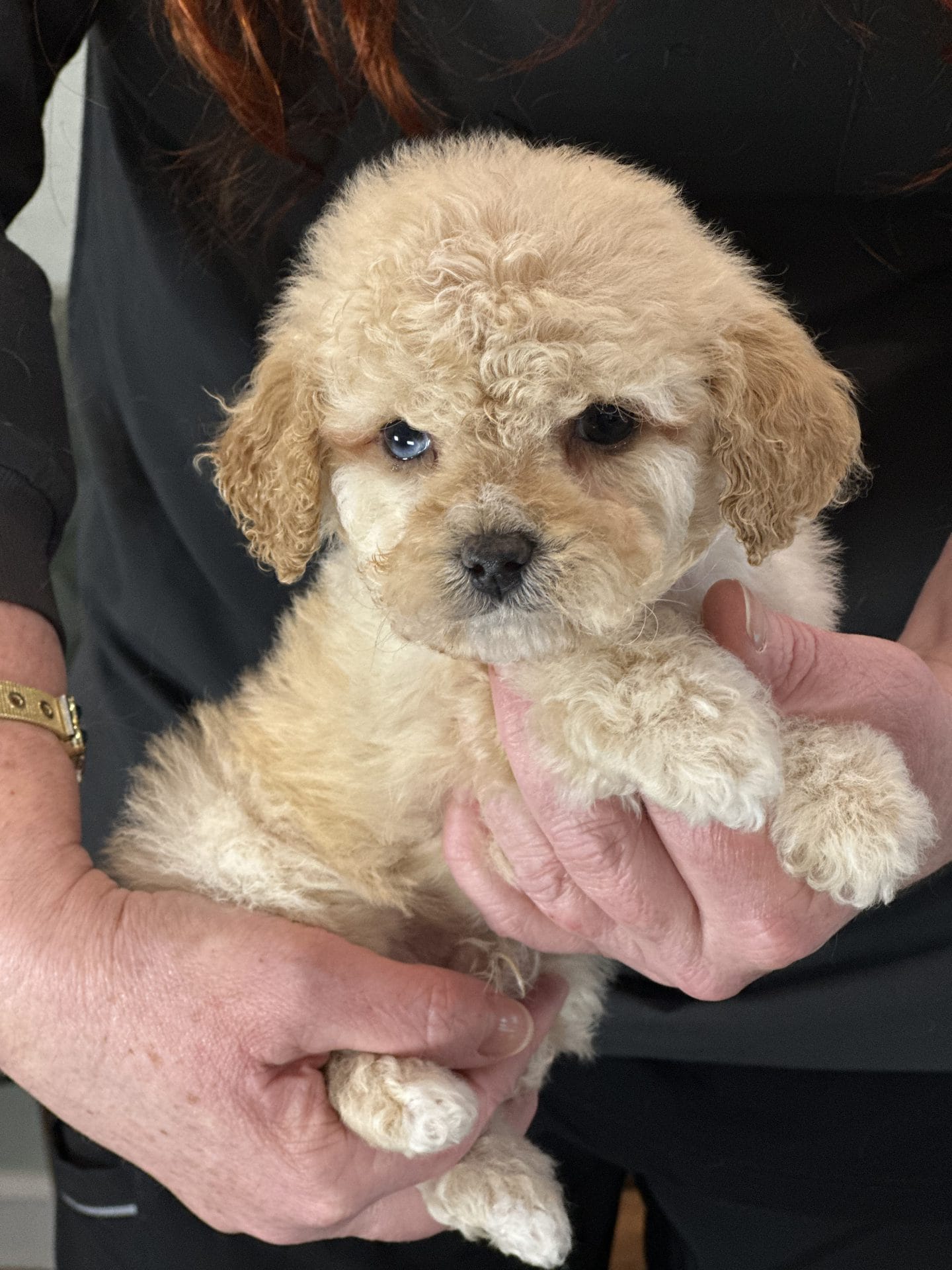 Habiib Bear Schnoodles, the cutest little breed you never knew you needed to know!