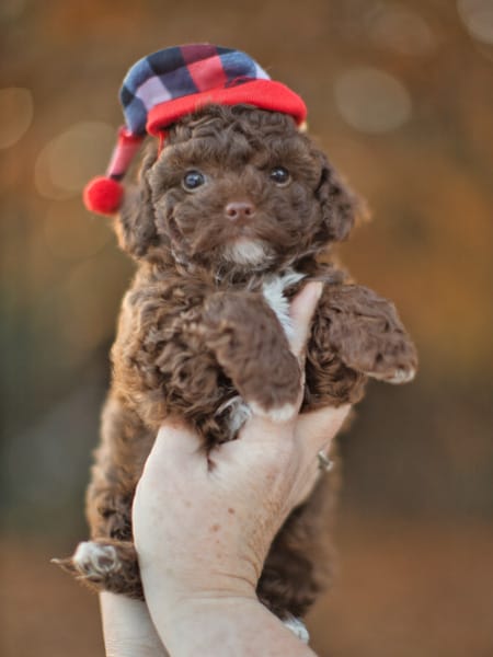 Best service support dog Habibi Bear