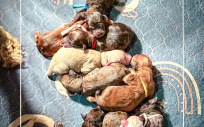 Ginger X Cai’s Moyen Litter