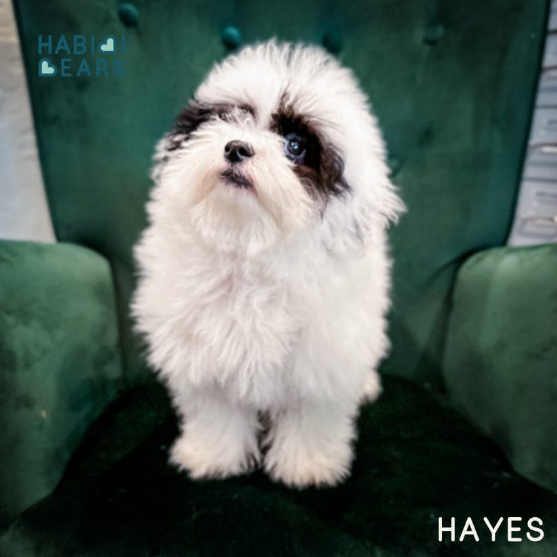 Black and white Habibi Bear puppy Hayes smiling during his match with his new family.