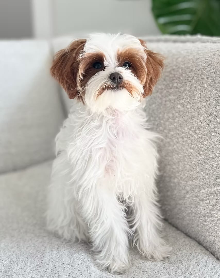 Sable hypoallergenic teacup Habibi Bear Puppy