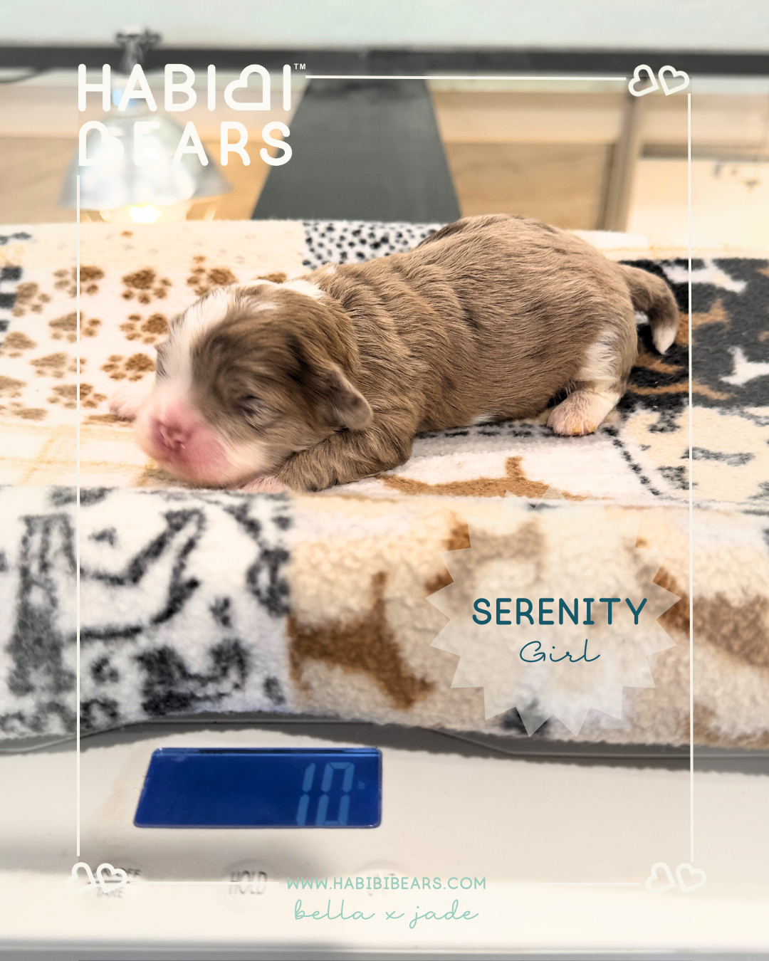 Serenity - Chocolate Merle Habibi Bear Puppy for sale Serenity - Chocolate Merle Habibi Bear Puppy for sale