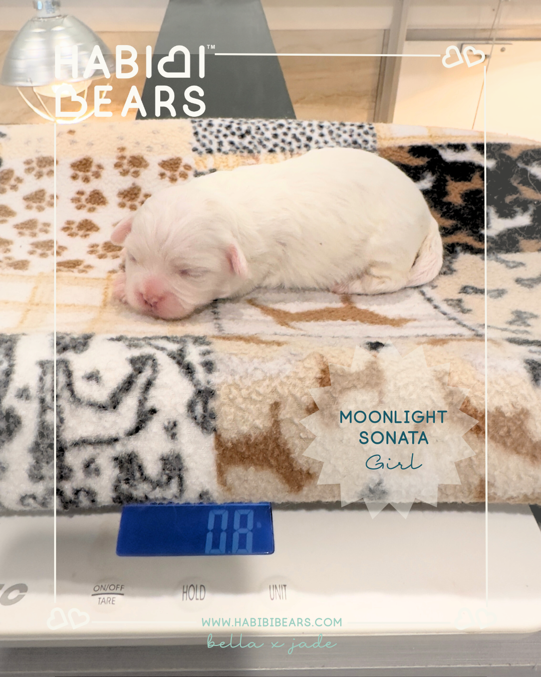 moonlight sonata - white habibi bear puppy for sale moonlight sonata - white habibi bear puppy for sale