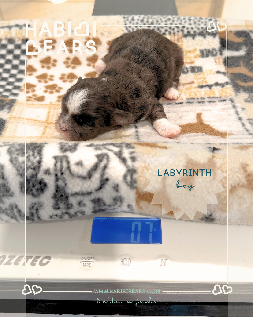Labyrinth - Blue Merle Habibi Bear Puppy for sale Labyrinth - Blue Merle Habibi Bear Puppy for sale
