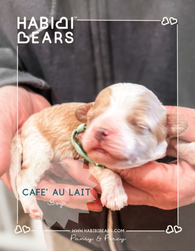 Cafe Au Lait - Sweet Apricot Abstract Habibi Bear teddy bear puppy for sale in Wa State
