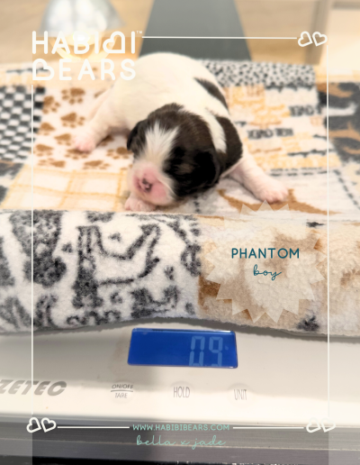 Phantom - Black and White parti color Habibi Bear Puppy for sale