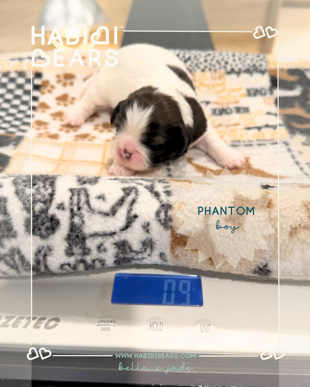 Phantom - Black and White parti color Habibi Bear Puppy for sale Phantom - Black and White parti color Habibi Bear Puppy for sale