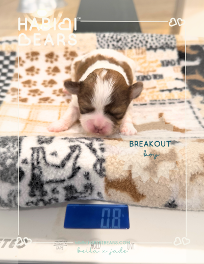 Breakout - Red phantom parti Habibi bear puppy