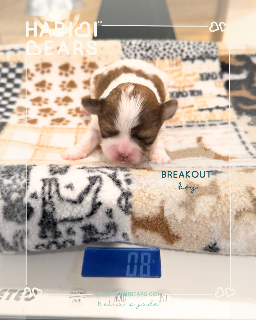 Breakout - Red phantom parti Habibi bear puppy Breakout - Red phantom parti Habibi bear puppy