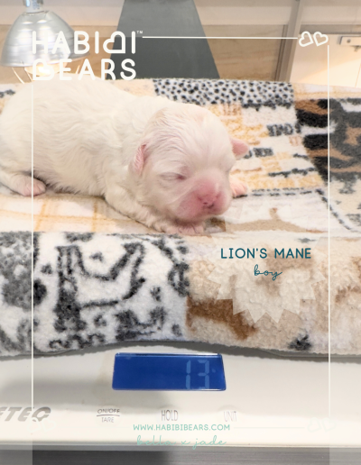 Lion's Mane- Habibi Bear puppy