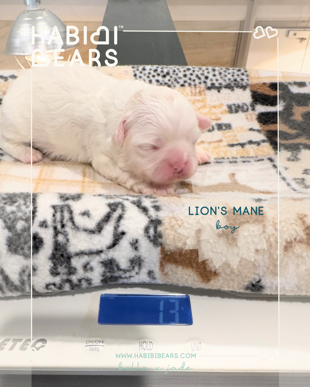Lion's Mane- mini white Habibi Bear puppy Lion's Mane- Habibi Bear puppy