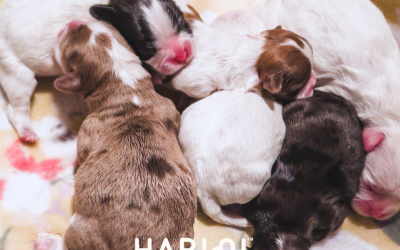 Bella’s Miracle Dahlia Litter | Mini & Teacup Habibi Bear Puppies