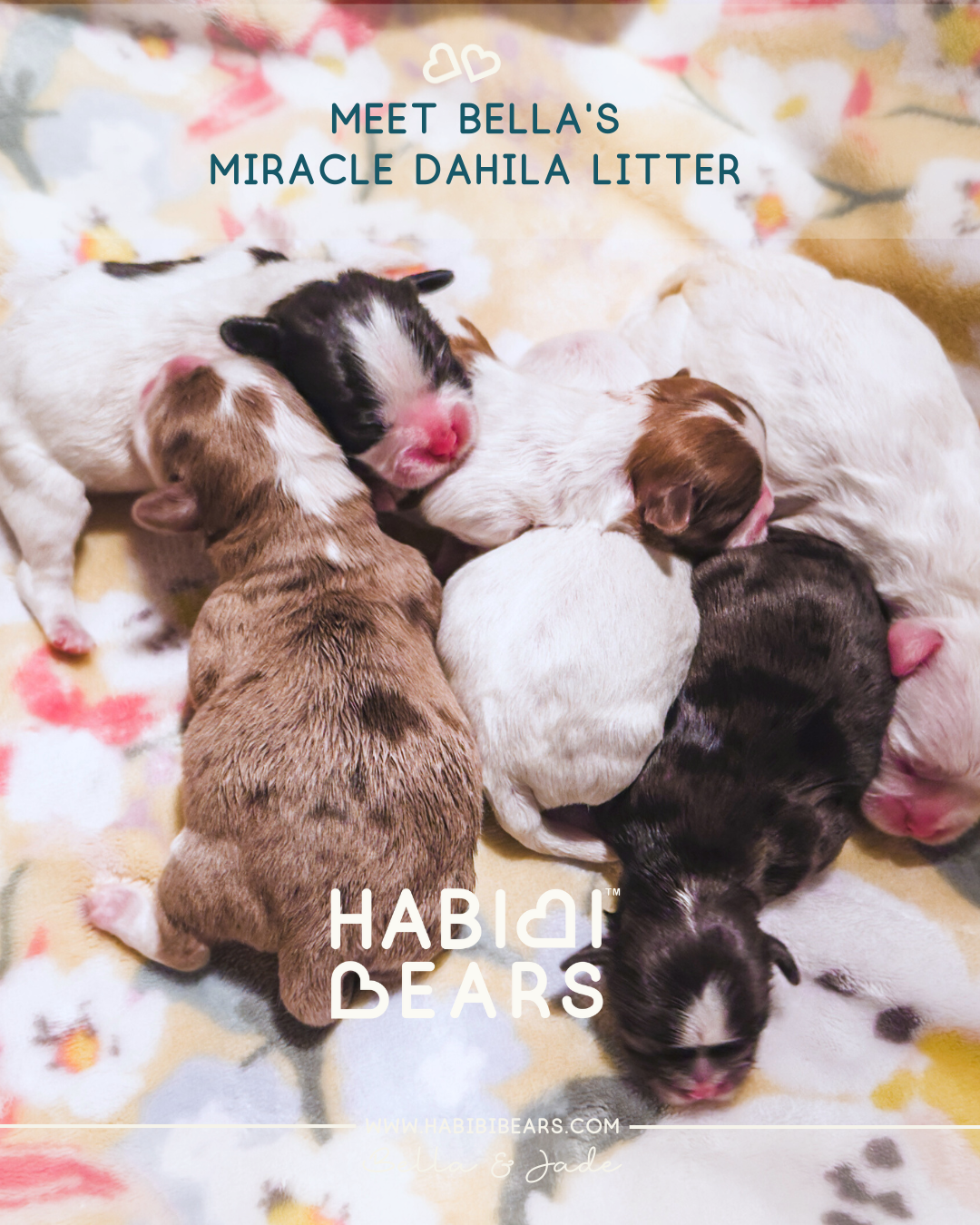 Bella's Miracle LItter Habibi Bear Teddy Bears 