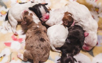 Bella’s Miracle Dahlia Litter | Habibi Bear Puppies