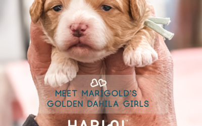 Marigold x Elliot’s Litter | Habibi Bear Puppies
