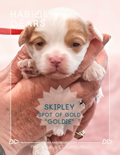 Skipley Spot of Gold - Red Parti Color Habibi Bear Teddy Bear puppy