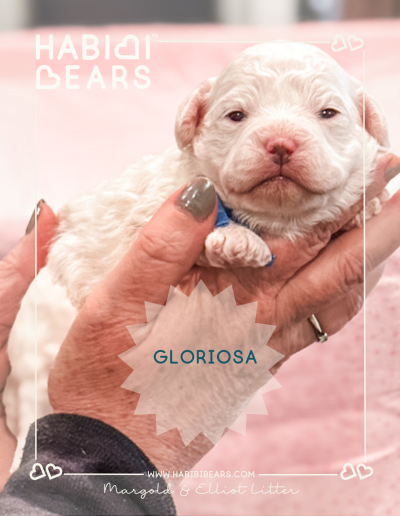 Gloriosa - White Habibi Bear teddy bear puppy for sale