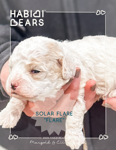 Solar Flare - Apricot Parti Color Habibi Bear Teddy Bear Puppy for sale in wa state