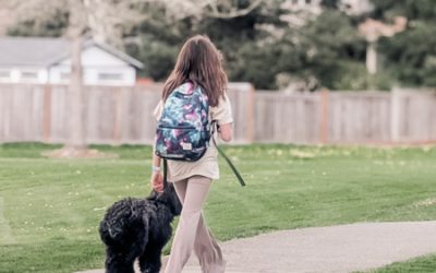 Puppy Walking 101 : Keep Your Habibi Bear Puppy Safe 