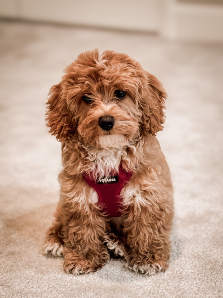 Mochi Mini Habibi Bear Phoenix Litter -The Ultimate Teddy Bear Schnoodle -Reimagined