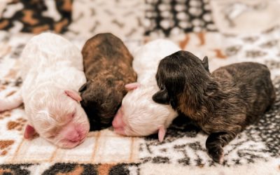 Bluebelle’s Starlight & Shadow Dahlia Litter | Teacup & Mini Habibi Bears