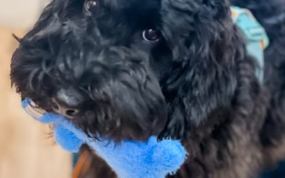 The Best Natural Rearing Dog Breeds: Raising Dogs in Harmony with Nature