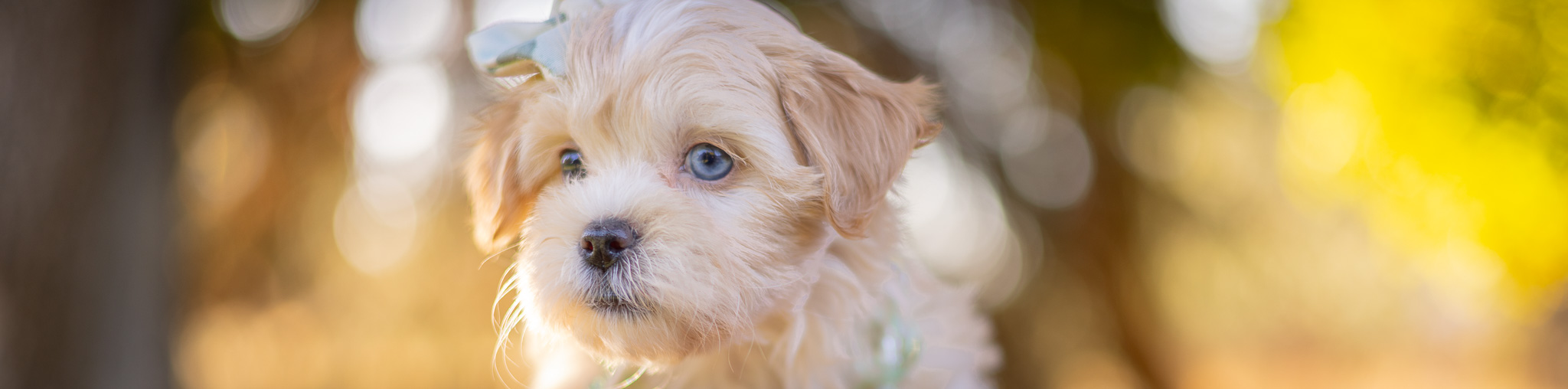 Naturally reared puppies - raised with intention in Spokane Wa Naturally reared puppies - raised with intention in Spokane Wa