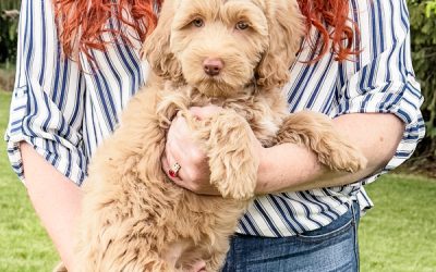 Anastasia – Homeward Bound!